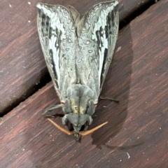 Abantiades atripalpis (Bardee grub/moth, Rain Moth) at Hughes, ACT - 29 Apr 2024 by ebristow