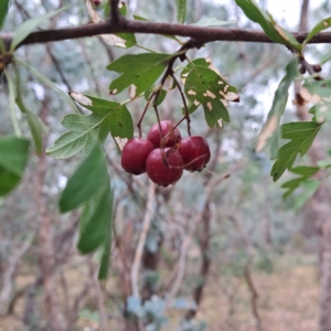 Crataegus monogyna at Mount Majura - 29 Apr 2024