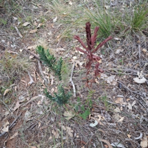 Styphelia triflora at Mount Majura - 29 Apr 2024