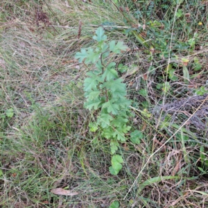 Crataegus monogyna at Mount Majura - 29 Apr 2024 11:32 AM