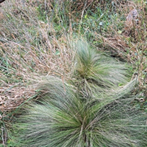 Nassella trichotoma at Mount Majura - 29 Apr 2024