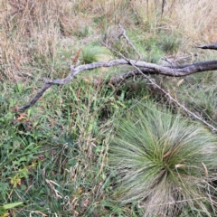 Nassella trichotoma at Mount Majura - 29 Apr 2024