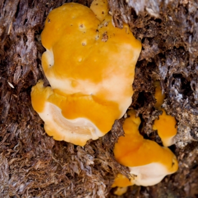 Unidentified Fungus at Tharwa, ACT - 25 Feb 2024 by KorinneM