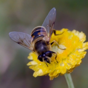 Eristalis tenax at Namadgi National Park - 25 Feb 2024 02:14 PM