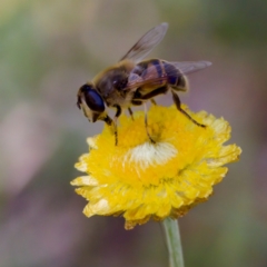 Eristalis tenax at Namadgi National Park - 25 Feb 2024 02:14 PM