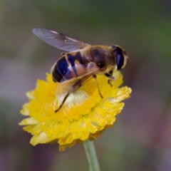 Eristalis tenax at Namadgi National Park - 25 Feb 2024 02:14 PM