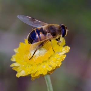 Eristalis tenax at Namadgi National Park - 25 Feb 2024 02:14 PM