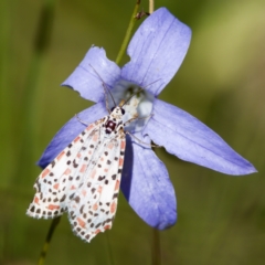 Utetheisa pulchelloides (Heliotrope Moth) at Tharwa, ACT - 25 Feb 2024 by KorinneM