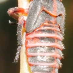 Eurymeloides sp. (genus) (Eucalyptus leafhopper) at WendyM's farm at Freshwater Ck. - 9 Nov 2023 by WendyEM