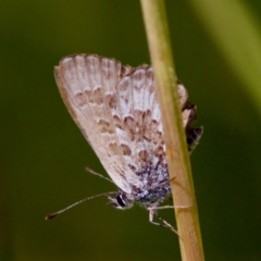 Neolucia hobartensis at Tharwa, ACT - 25 Feb 2024 by KorinneM