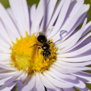 Lasioglossum sp. (genus) at Namadgi National Park - 25 Feb 2024