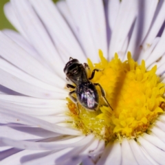 Lasioglossum sp. (genus) at Namadgi National Park - 25 Feb 2024