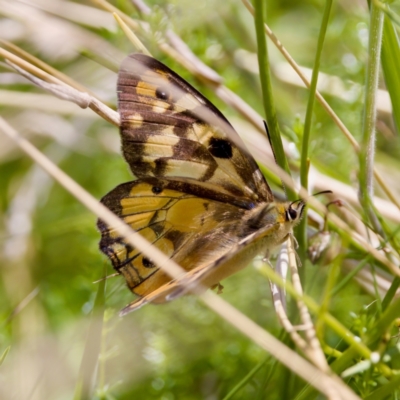 Heteronympha penelope (Shouldered Brown) at Tharwa, ACT - 25 Feb 2024 by KorinneM