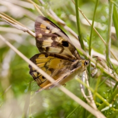 Unidentified Nymph (Nymphalidae) at Tharwa, ACT - 25 Feb 2024 by KorinneM