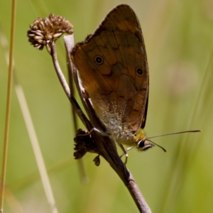 Heteronympha penelope at Namadgi National Park - 25 Feb 2024