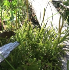 Lycopodium fastigiatum (Alpine Club Moss) at Namadgi National Park - 25 Feb 2024 by KorinneM