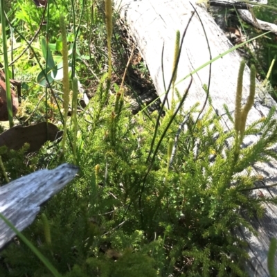 Lycopodium fastigiatum (Alpine Club Moss) at Tharwa, ACT - 25 Feb 2024 by KorinneM