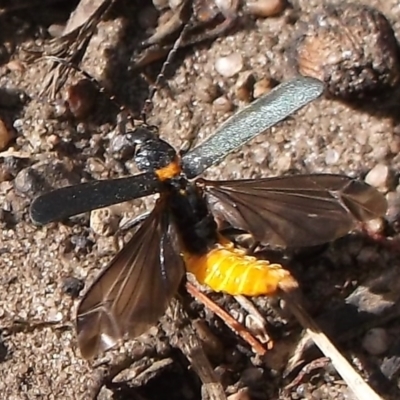 Chauliognathus lugubris (Plague Soldier Beetle) at WendyM's farm at Freshwater Ck. - 12 Nov 2023 by WendyEM