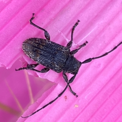 Ancita australis (Longicorn or longhorn beetle) at Whitlam, ACT - 29 Apr 2024 by SteveBorkowskis