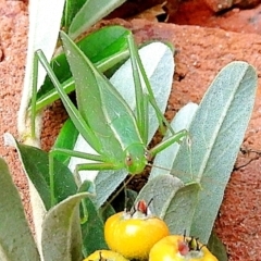 Caedicia simplex (Common Garden Katydid) at Goulburn, NSW - 29 Apr 2024 by Milly