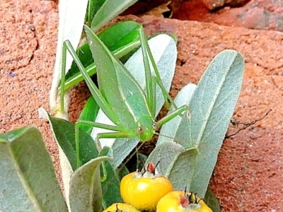 Caedicia simplex (Common Garden Katydid) at Goulburn, NSW - 29 Apr 2024 by Milly