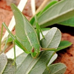 Caedicia simplex at Goulburn, NSW - 29 Apr 2024 05:10 PM