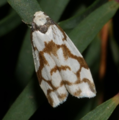 Chiriphe dichotoma (Reticulated Footman) at WendyM's farm at Freshwater Ck. - 6 Oct 2023 by WendyEM