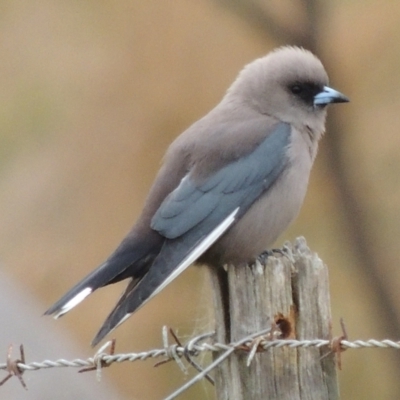 Artamus cyanopterus (Dusky Woodswallow) at WendyM's farm at Freshwater Ck. - 8 Oct 2023 by WendyEM