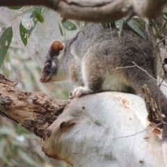 Pseudocheirus peregrinus (Common Ringtail Possum) at WendyM's farm at Freshwater Ck. - 7 Oct 2023 by WendyEM