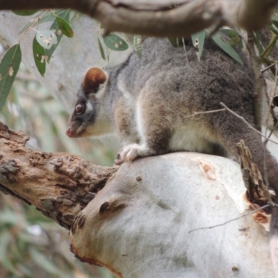 Pseudocheirus peregrinus (Common Ringtail Possum) at WendyM's farm at Freshwater Ck. - 8 Oct 2023 by WendyEM