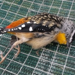 Pardalotus punctatus (Spotted Pardalote) at WendyM's farm at Freshwater Ck. - 8 Oct 2023 by WendyEM