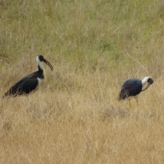 Threskiornis spinicollis (Straw-necked Ibis) at WendyM's farm at Freshwater Ck. - 8 Oct 2023 by WendyEM