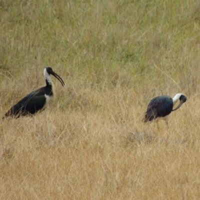 Threskiornis spinicollis (Straw-necked Ibis) at WendyM's farm at Freshwater Ck. - 8 Oct 2023 by WendyEM