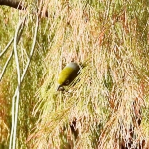 Zosterops lateralis at Aranda, ACT - 28 Apr 2024 10:17 AM