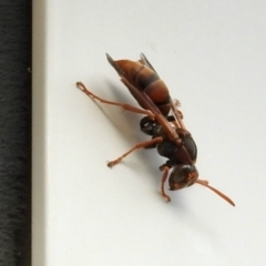 Polistes (Polistella) humilis (Common Paper Wasp) at Bruce, ACT - 29 Apr 2024 by KMcCue