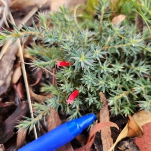 Styphelia humifusum at QPRC LGA - 30 Apr 2024 10:13 AM