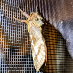 Oxycanus dirempta (Variable Oxycanus) at Kambah, ACT - 29 Apr 2024 by HelenCross