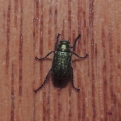 Diphucephala sp. (genus) at Pollinator-friendly garden Conder - 11 Dec 2023