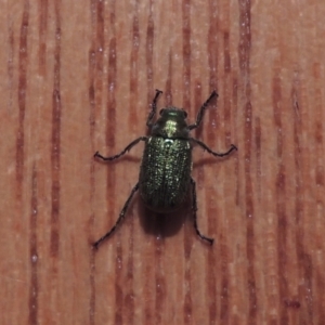 Diphucephala sp. (genus) at Pollinator-friendly garden Conder - 11 Dec 2023