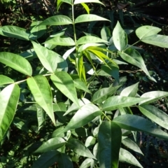 Senna septemtrionalis (Winter Senna, Arsenuc Bush) at Kiora, NSW - 23 Apr 2024 by plants