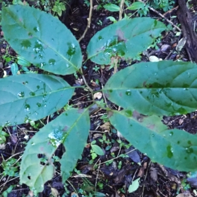Ehretia acuminata var. acuminata (Koda) at Kiora, NSW - 22 Apr 2024 by plants