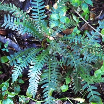 Blechnum neohollandicum (Prickly Rasp Fern) at Kiora, NSW - 22 Apr 2024 by plants