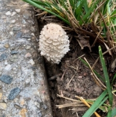 Coprinus comatus (Shaggy Ink Cap) at Sullivans Creek, Acton - 30 Apr 2024 by LouGaffey