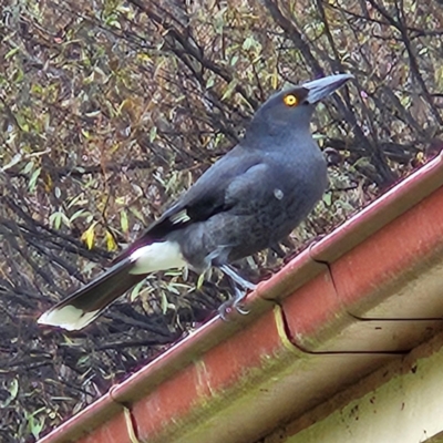 Strepera graculina (Pied Currawong) at Braidwood, NSW - 30 Apr 2024 by MatthewFrawley