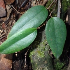 Smilax glyciphylla (Native Sarsaparilla) at Deua River Valley, NSW - 23 Apr 2024 by plants