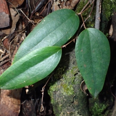 Smilax glyciphylla (Native Sarsaparilla) at Deua River Valley, NSW - 23 Apr 2024 by plants