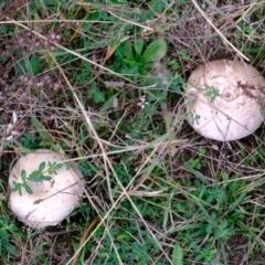 Agaricus sp. (Agaricus) at Strathnairn, ACT - 30 Apr 2024 by Kurt