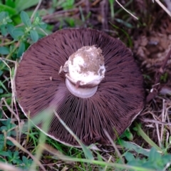 Agaricus sp. at Lower Molonglo - 30 Apr 2024