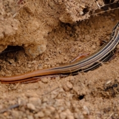 Ctenotus taeniolatus (Copper-tailed Skink) at Lower Molonglo - 30 Apr 2024 by Kurt