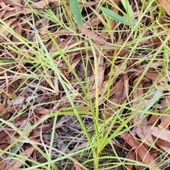 Lomandra filiformis subsp. coriacea (Wattle Matrush) at Farrer, ACT - 30 Apr 2024 by julielindner